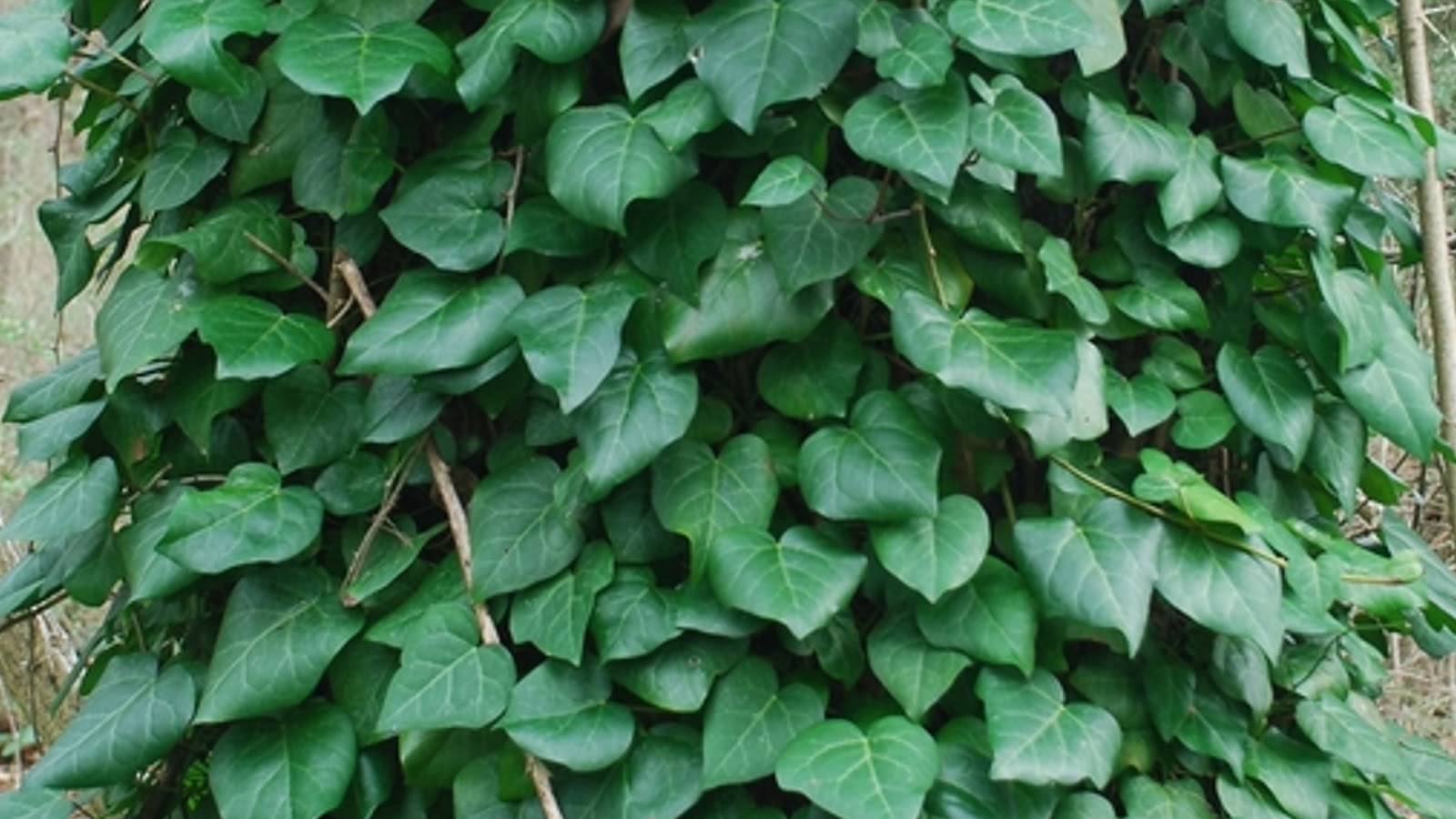types of ivy plants