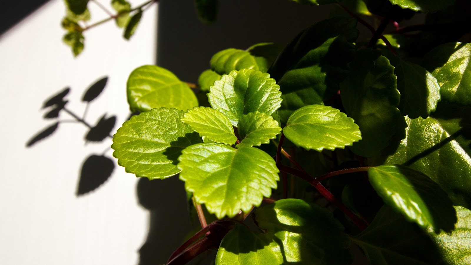 types of ivy plants