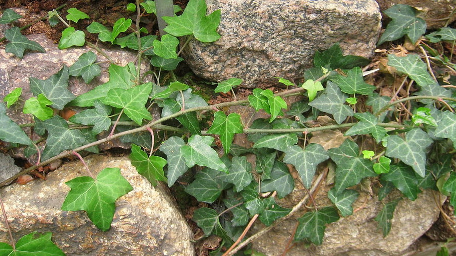 types of ivy plants