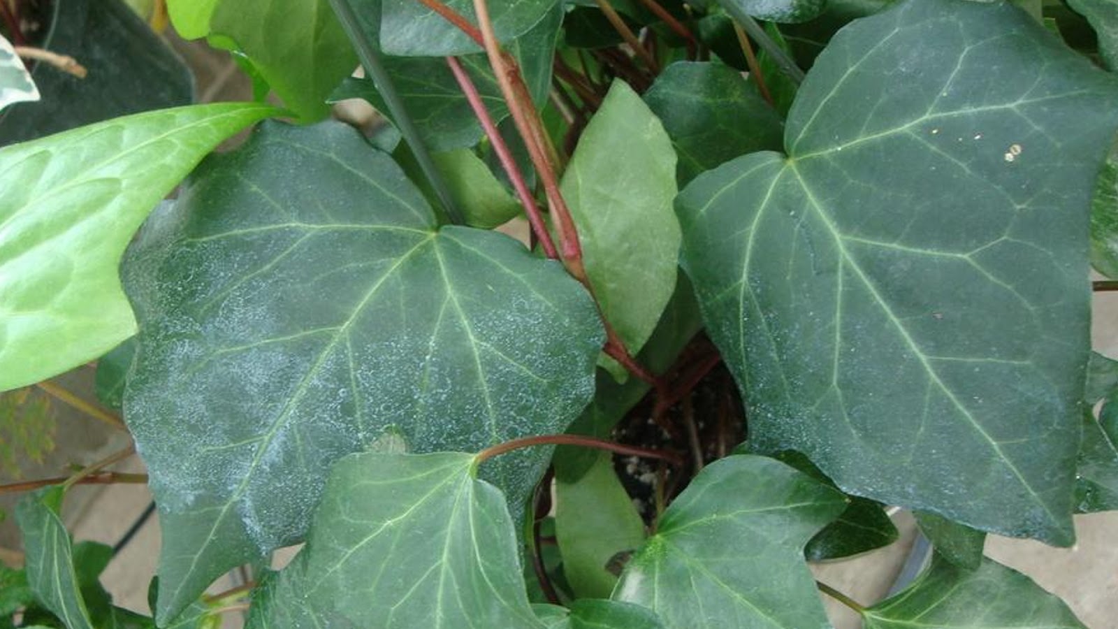 types of ivy plants