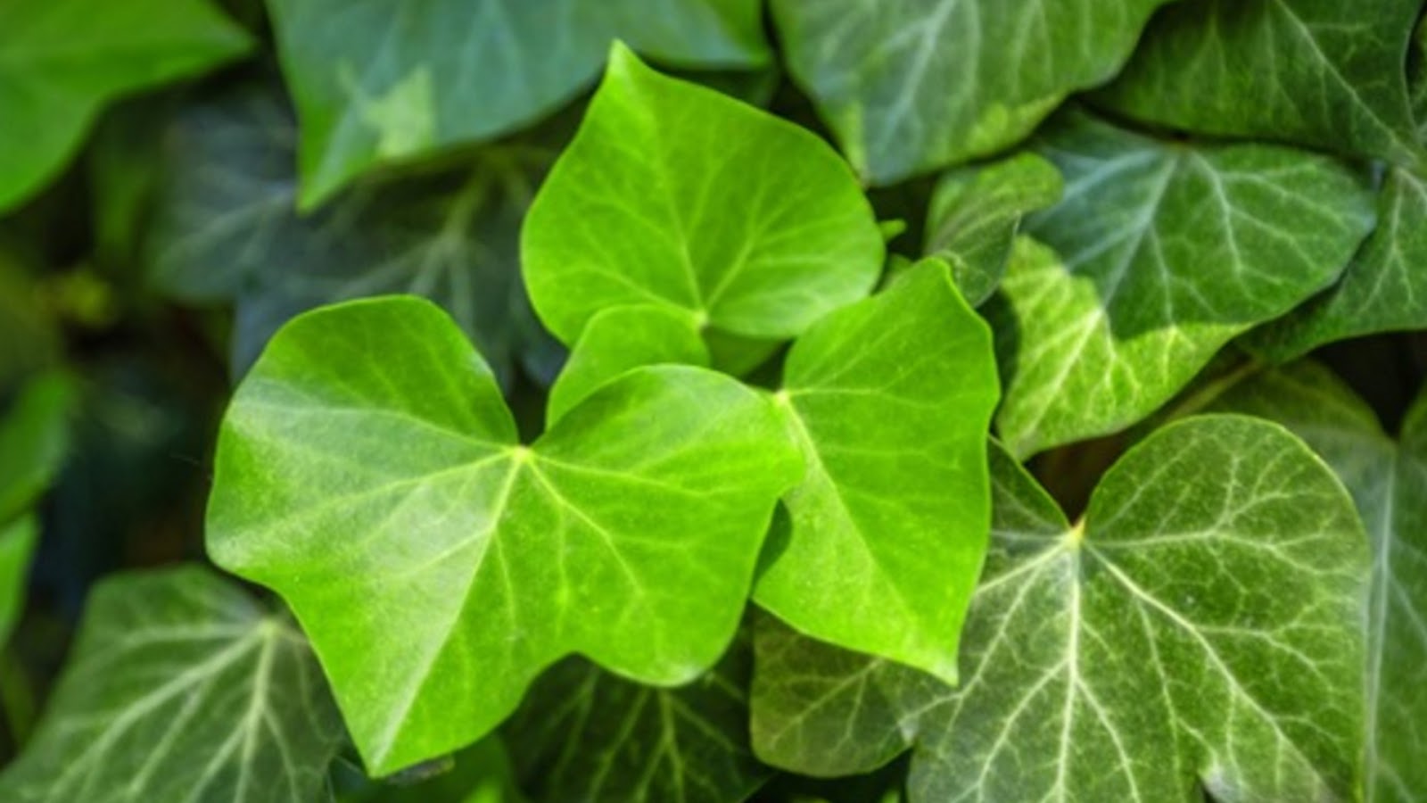 types of ivy plants