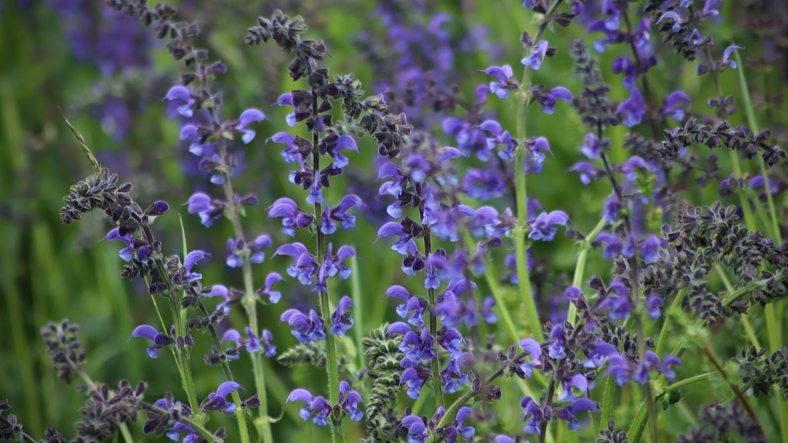 types of sage for smudging