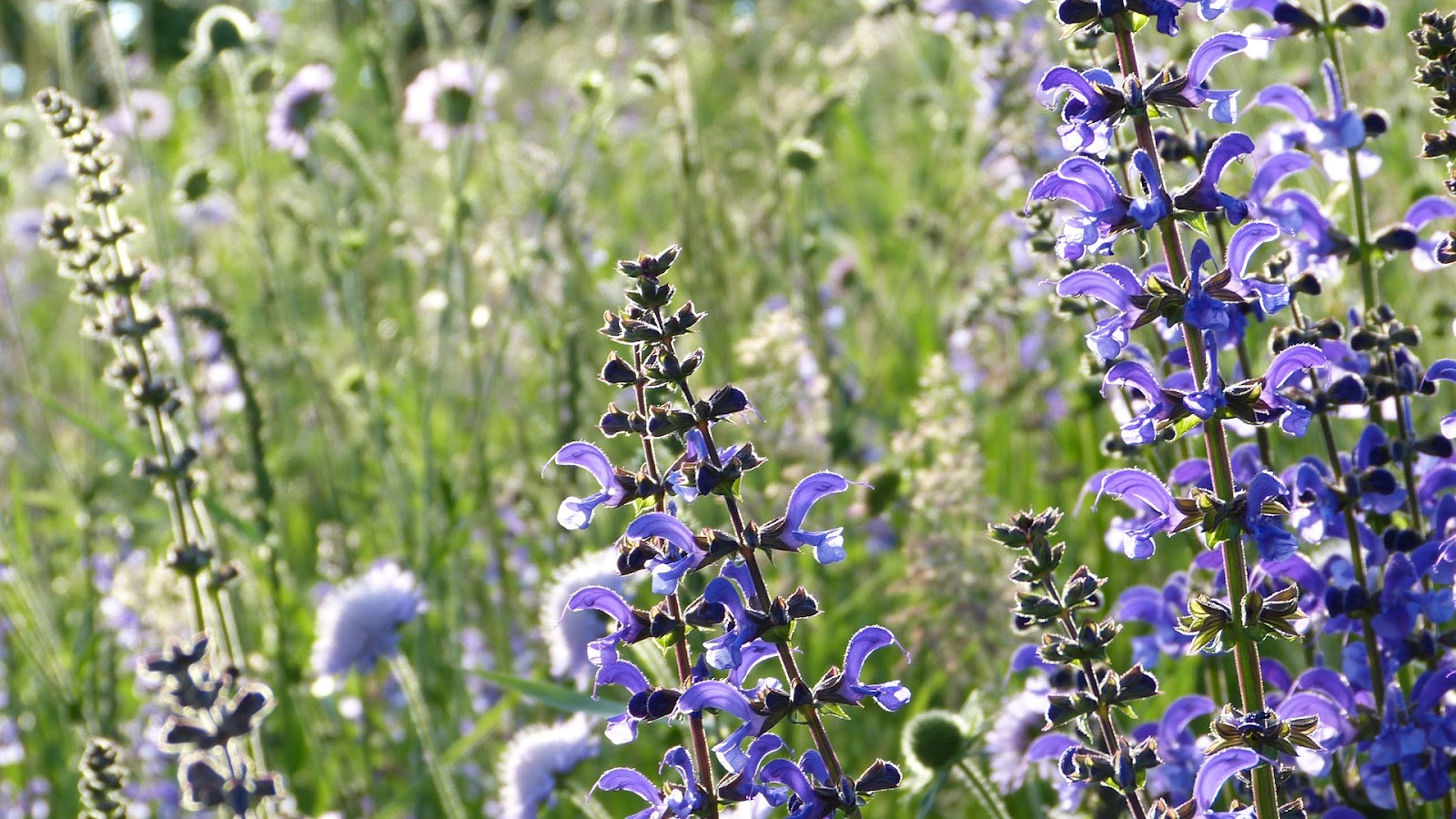 types of sage for smudging