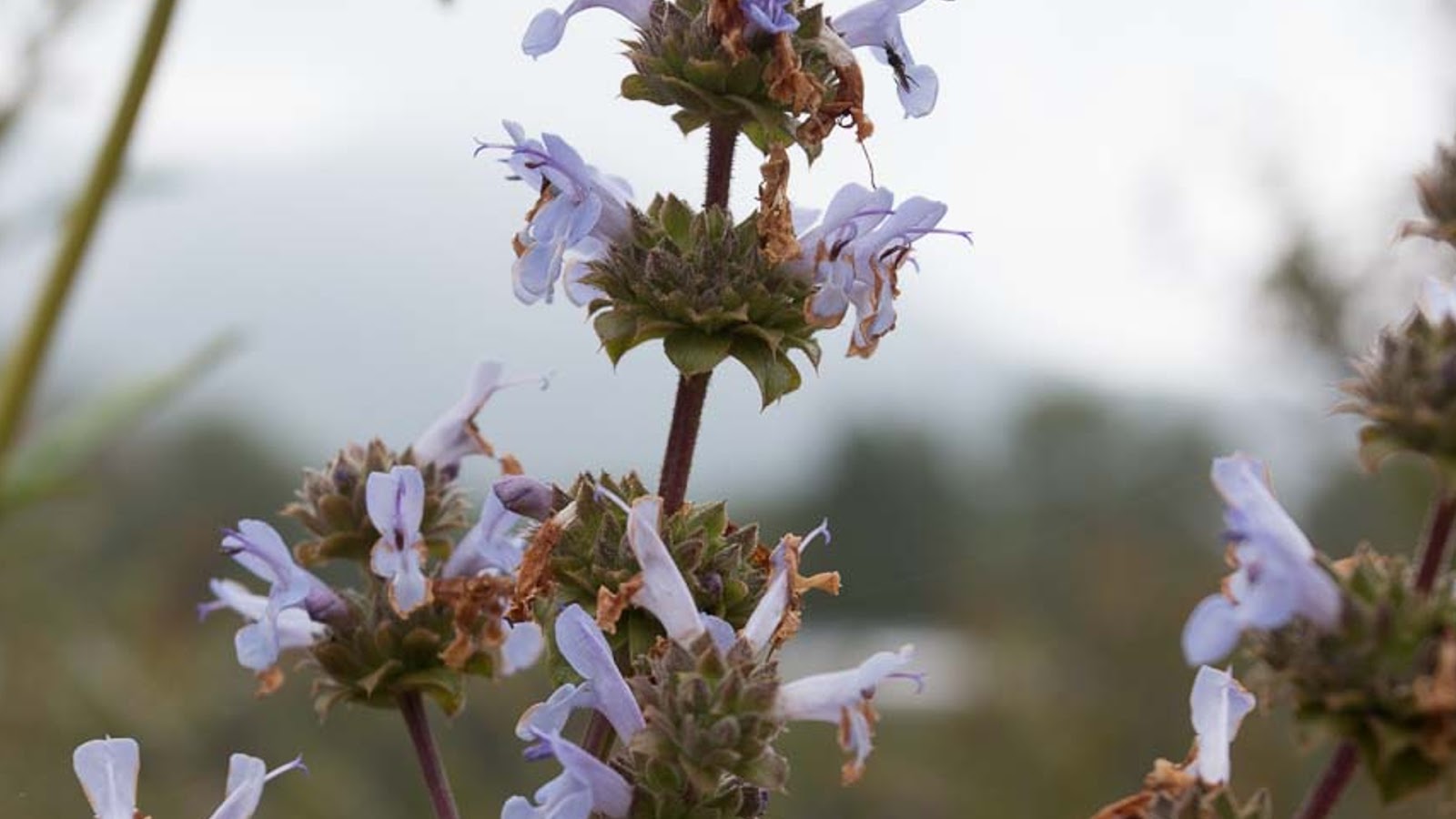 types of sage for smudging