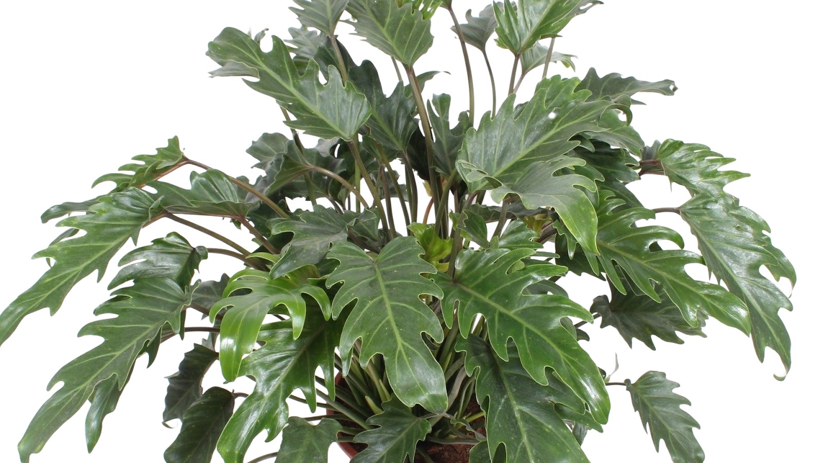 types of philodendron