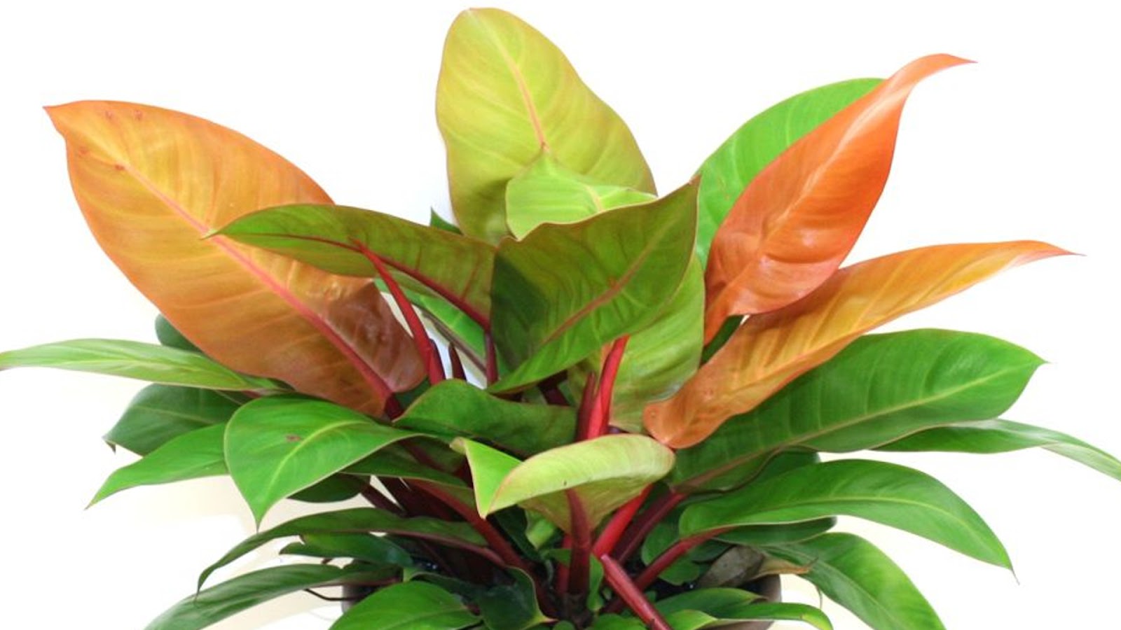 types of philodendron