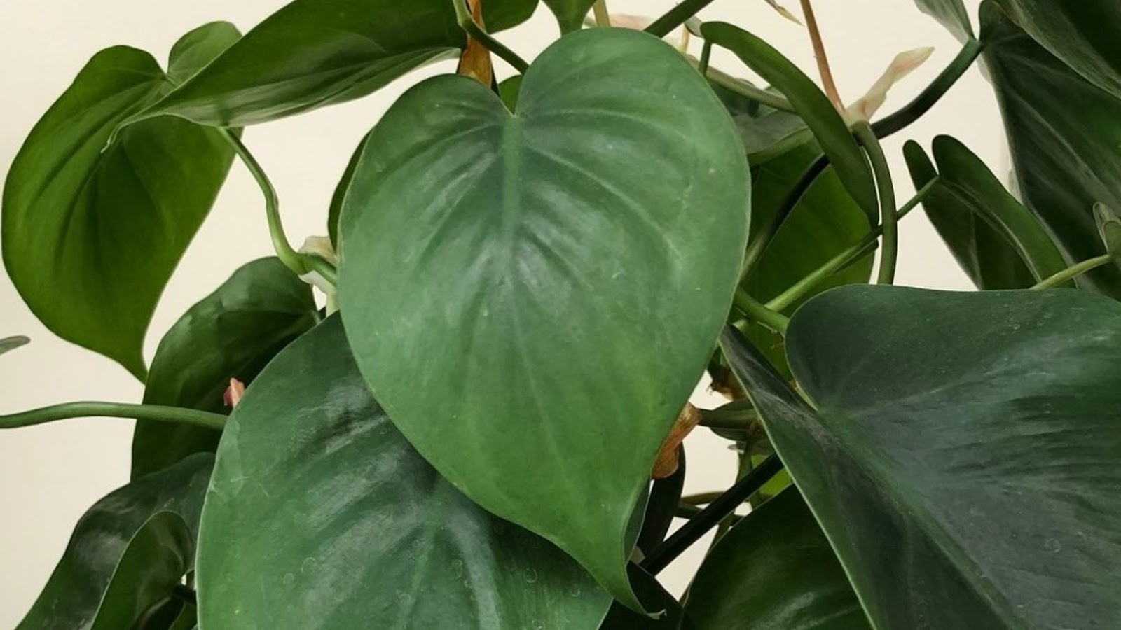 types of philodendron