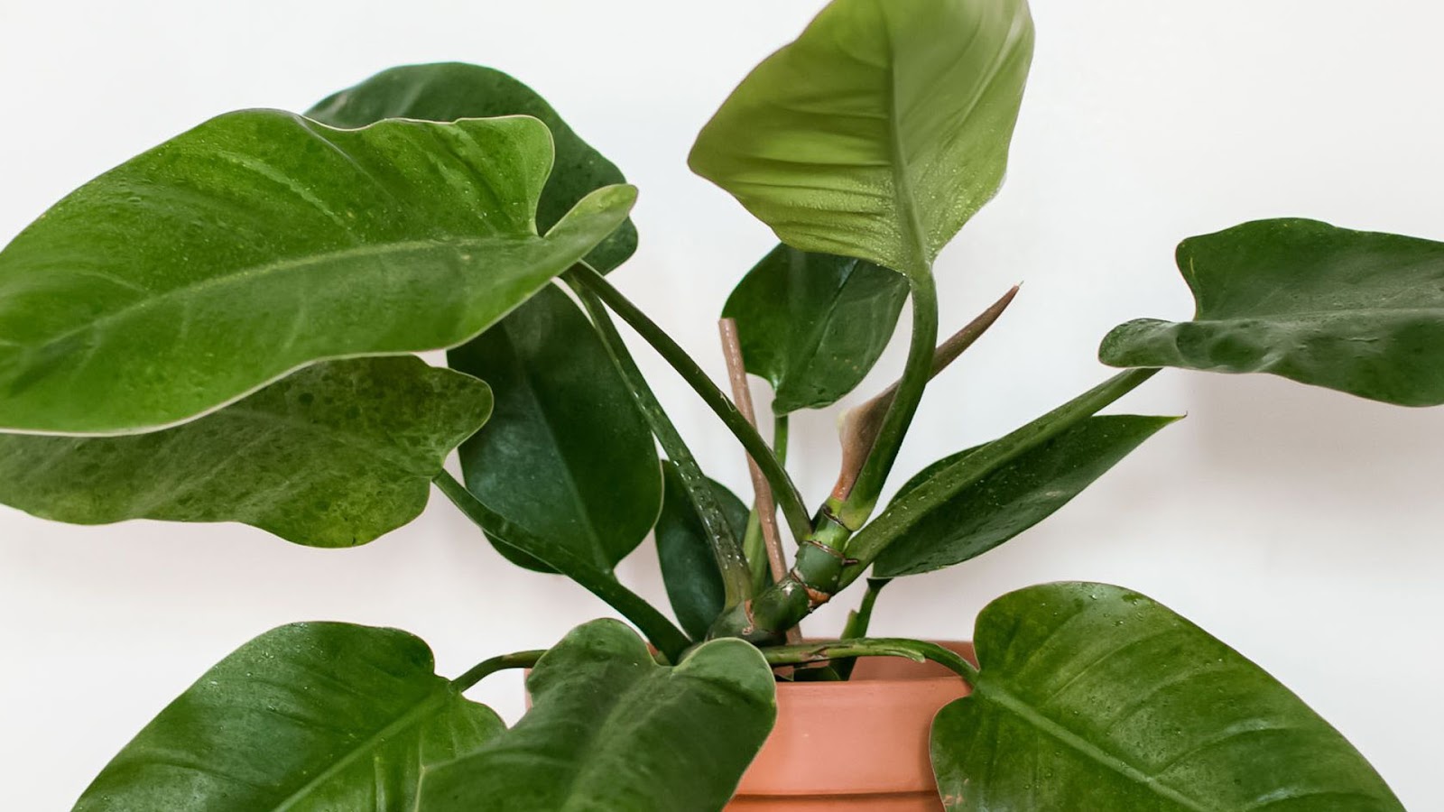 types of philodendron