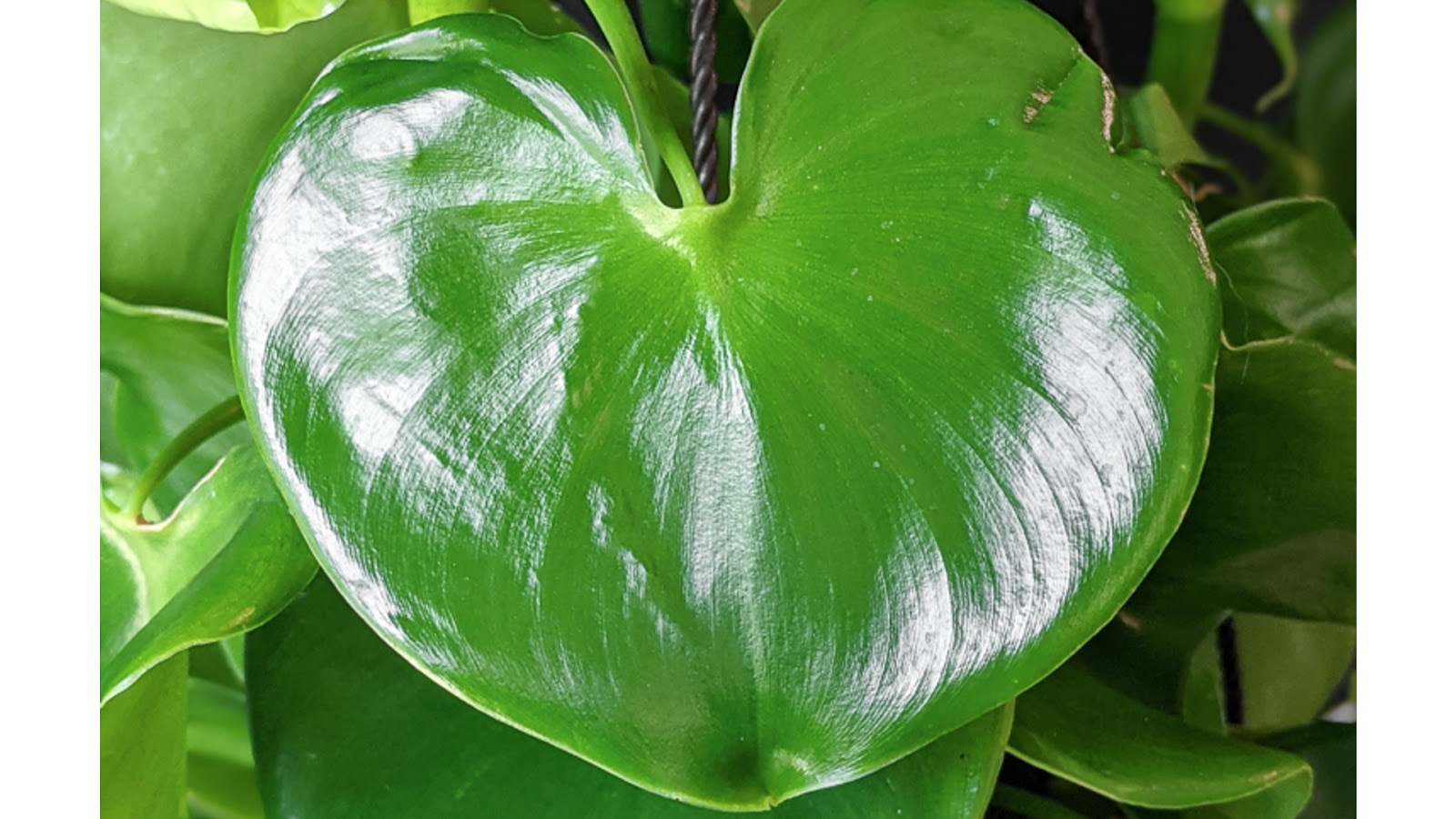 types of philodendron