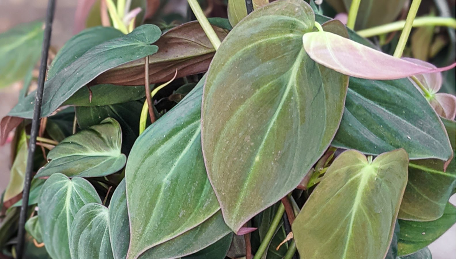 types of philodendron