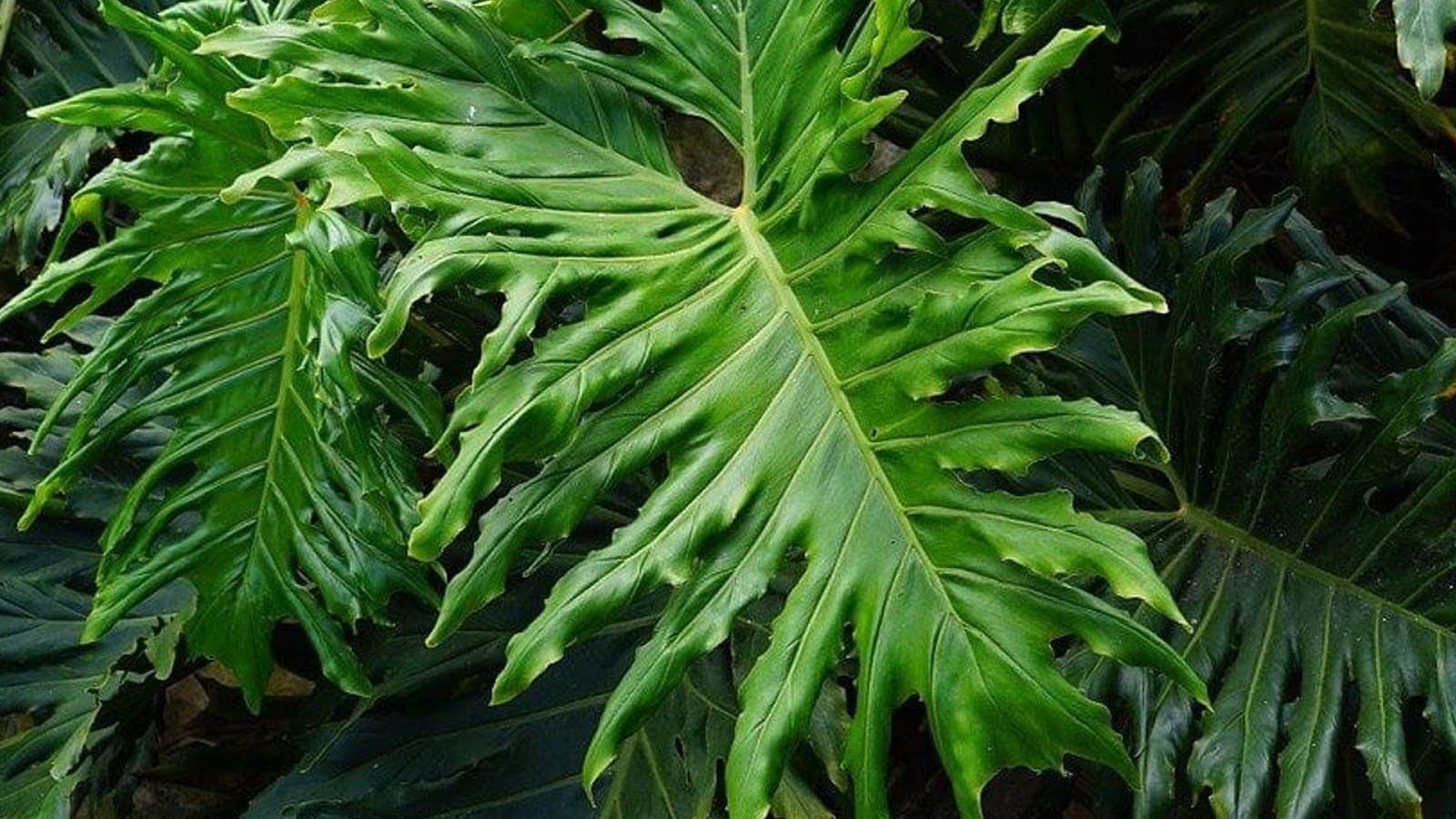 types of philodendron