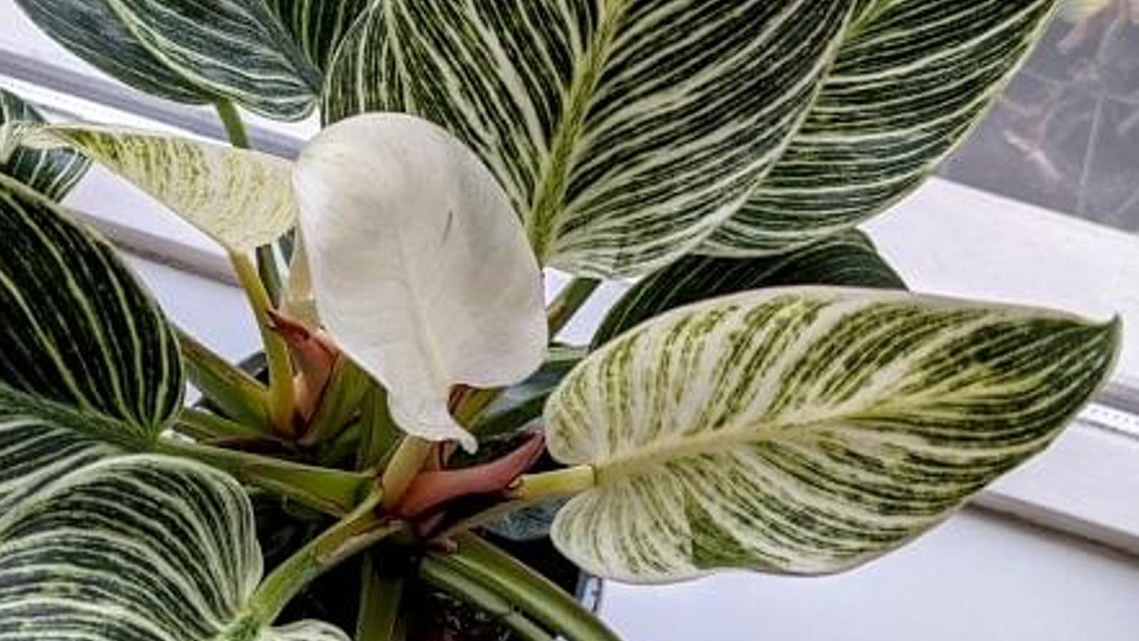 types of philodendron