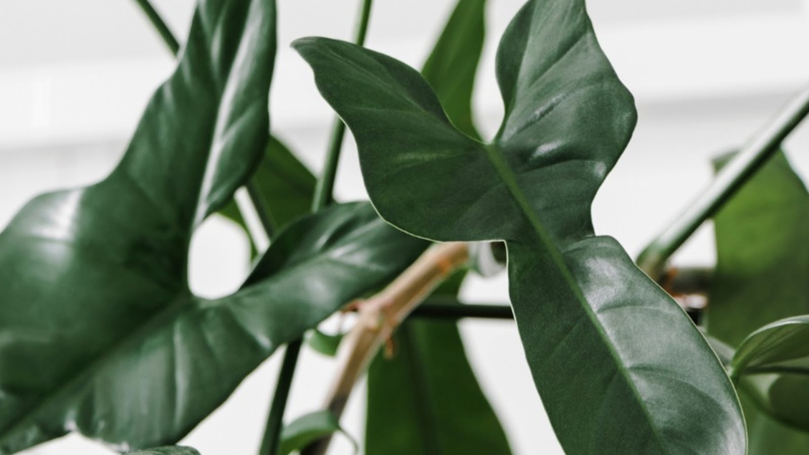 types of philodendron