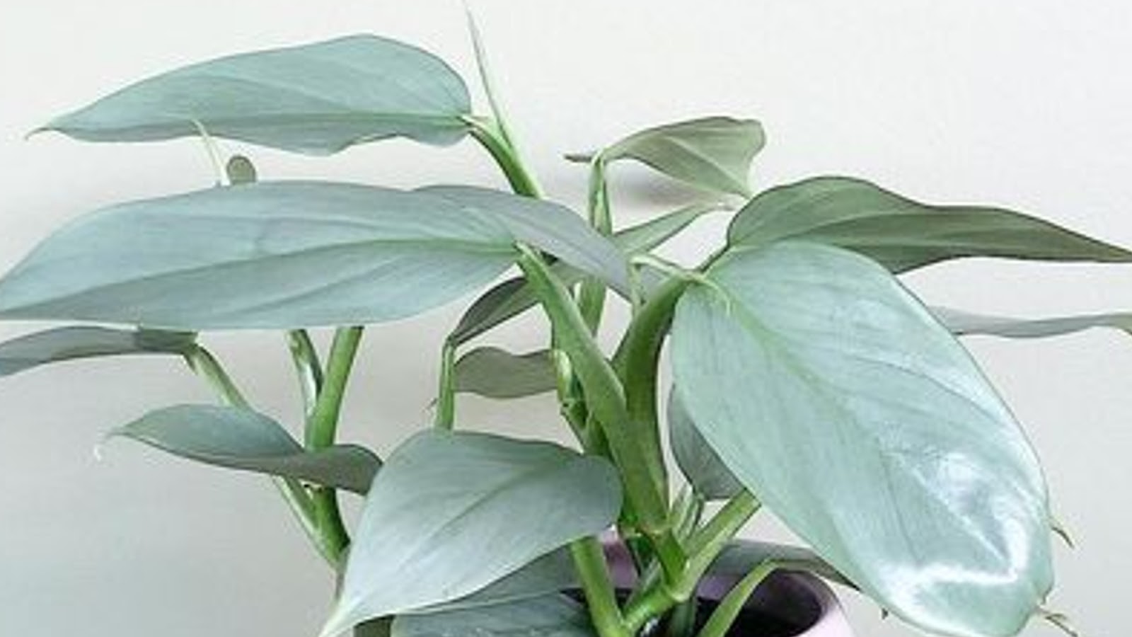 types of philodendron