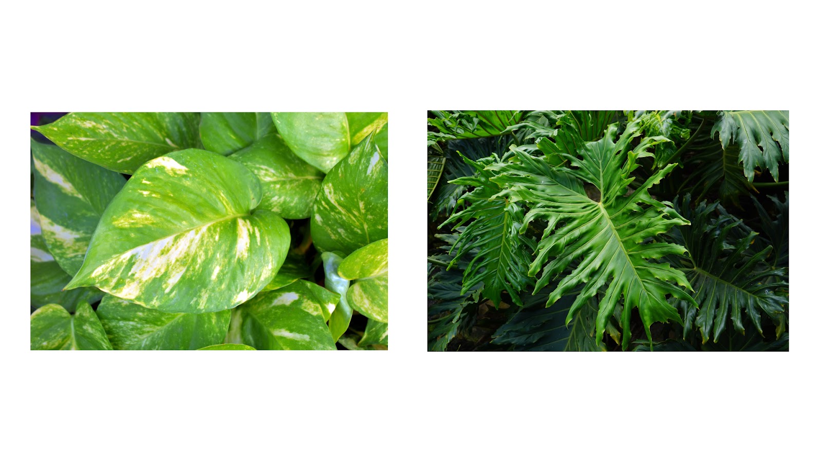 difference between pothos and philodendron