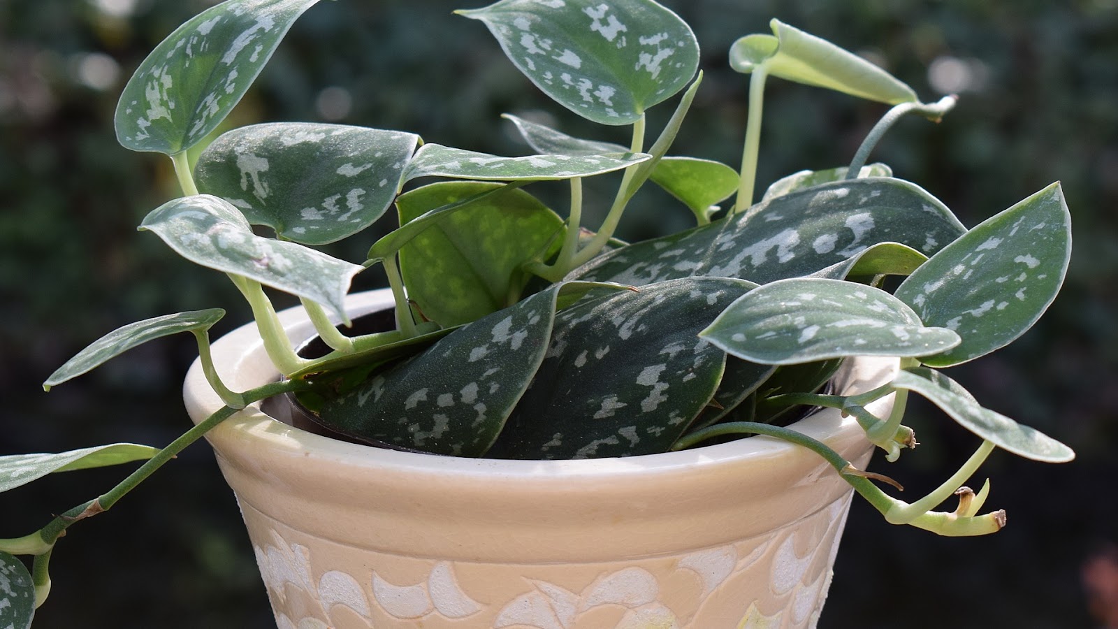 difference between pothos and philodendron