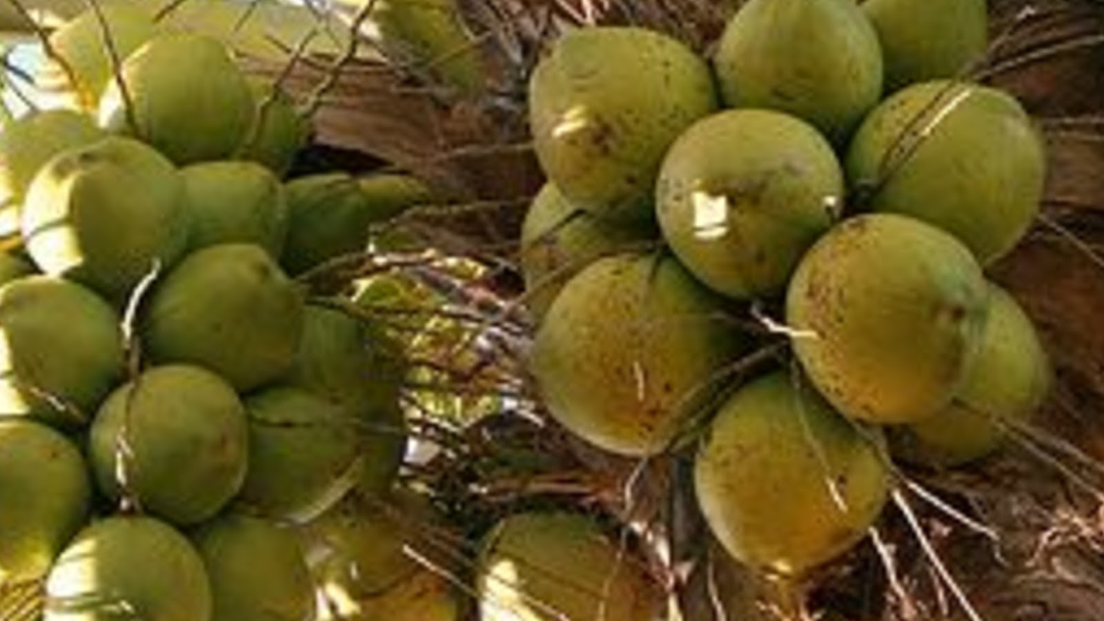 types of coconuts