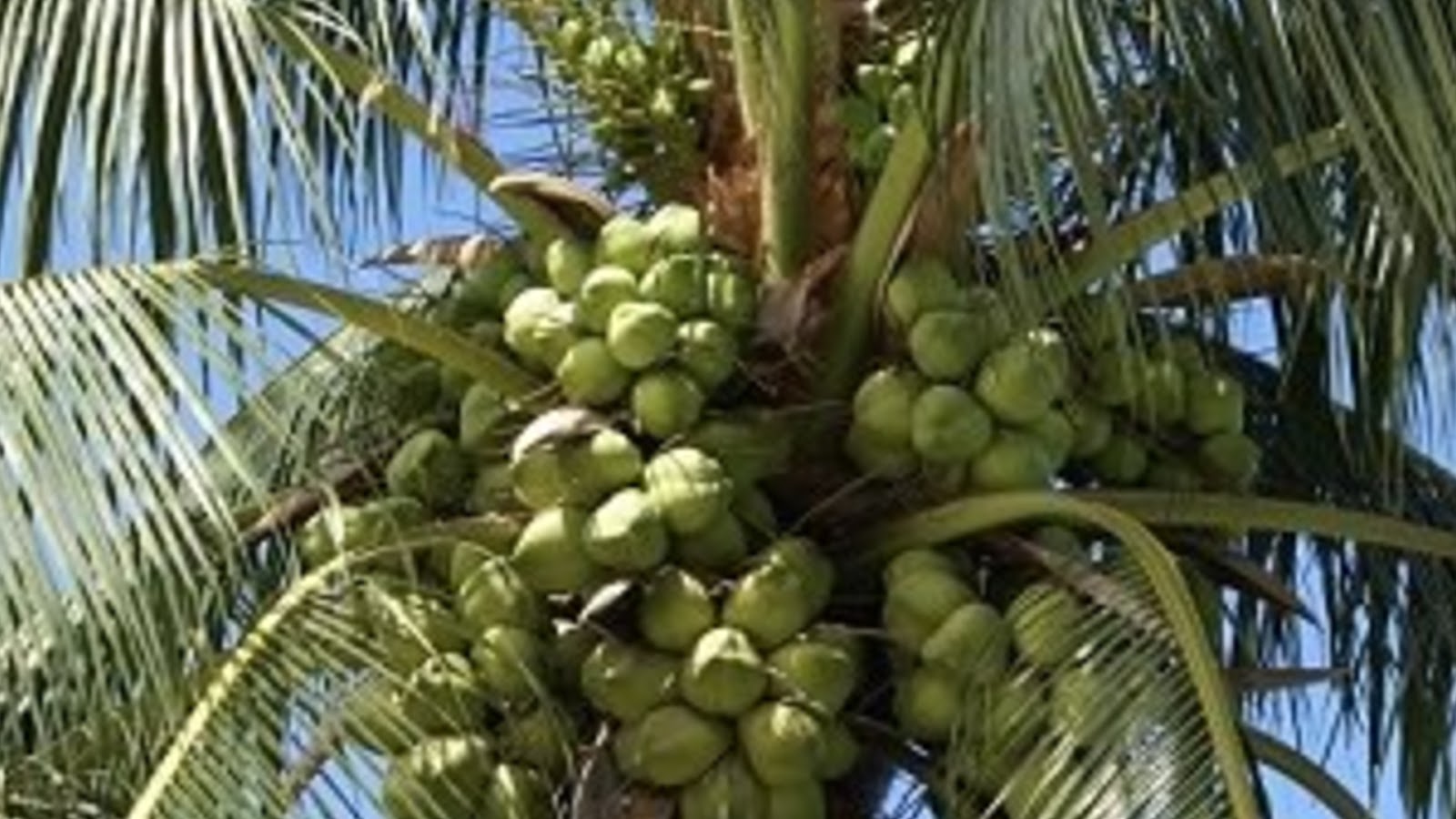 types of coconuts