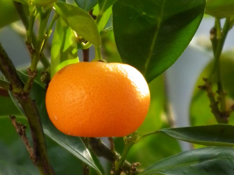 types of oranges