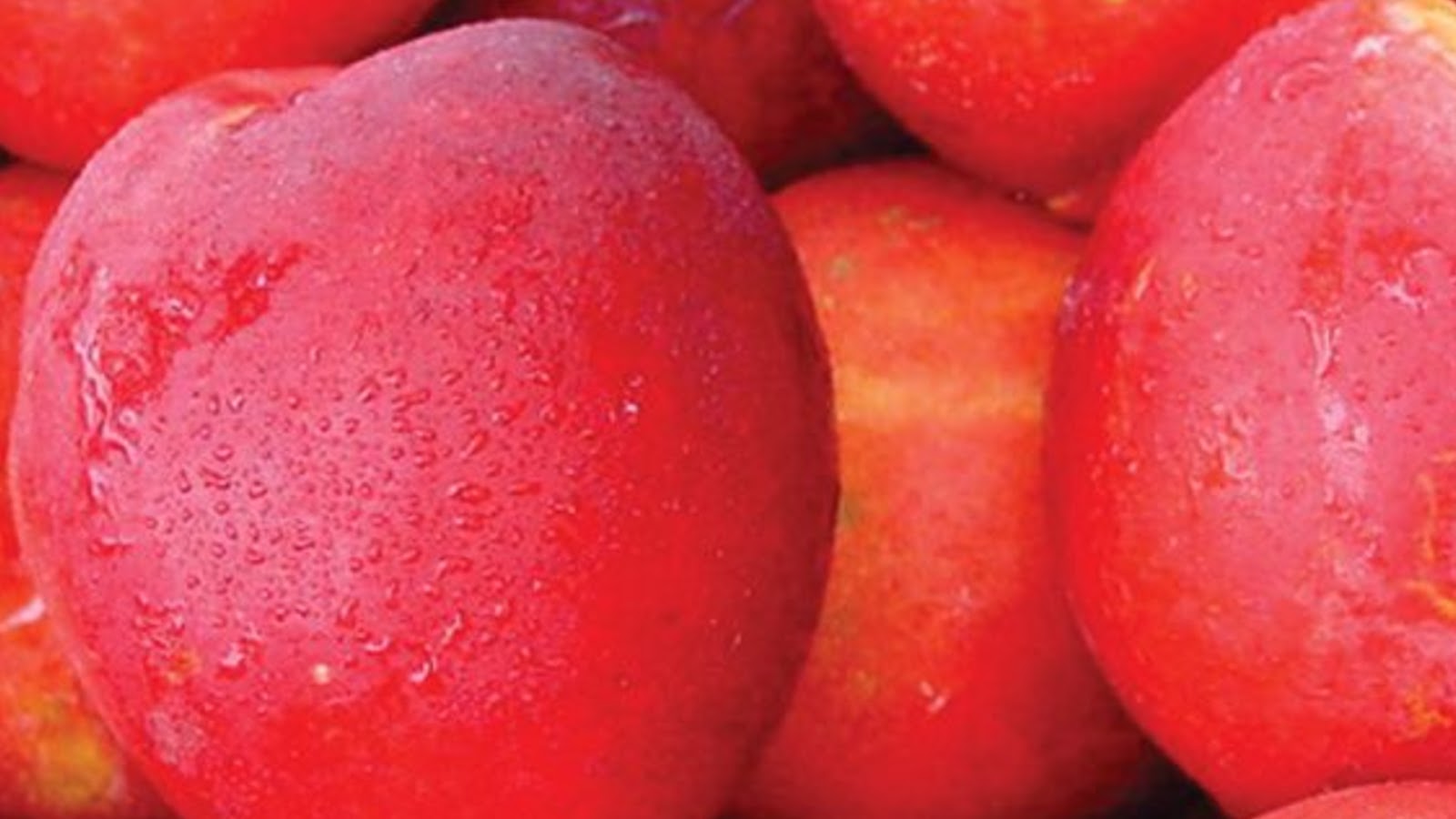 types of nectarines