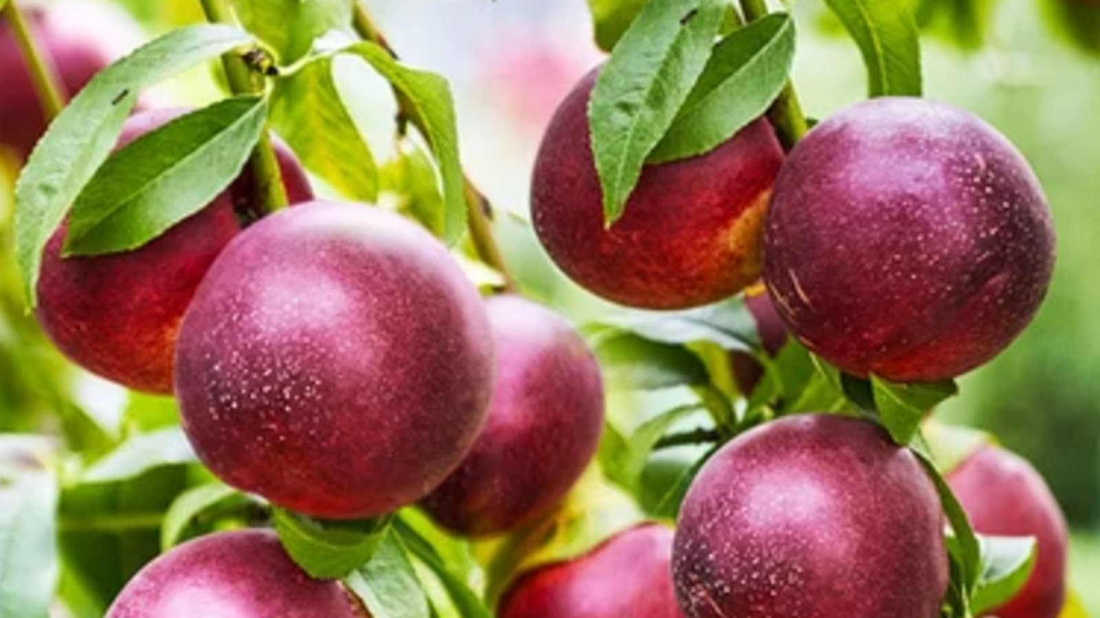 types of nectarines