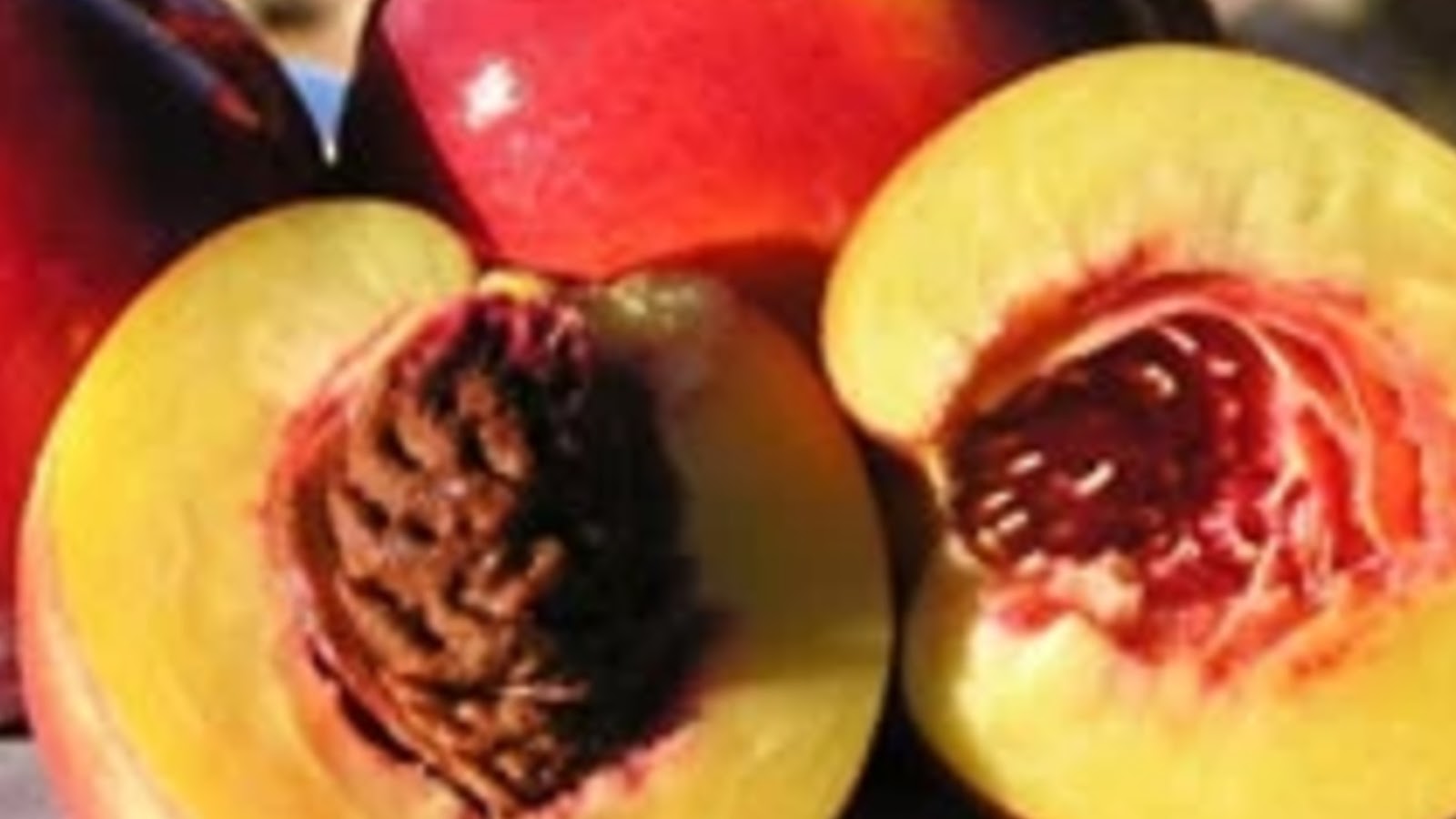 types of nectarines