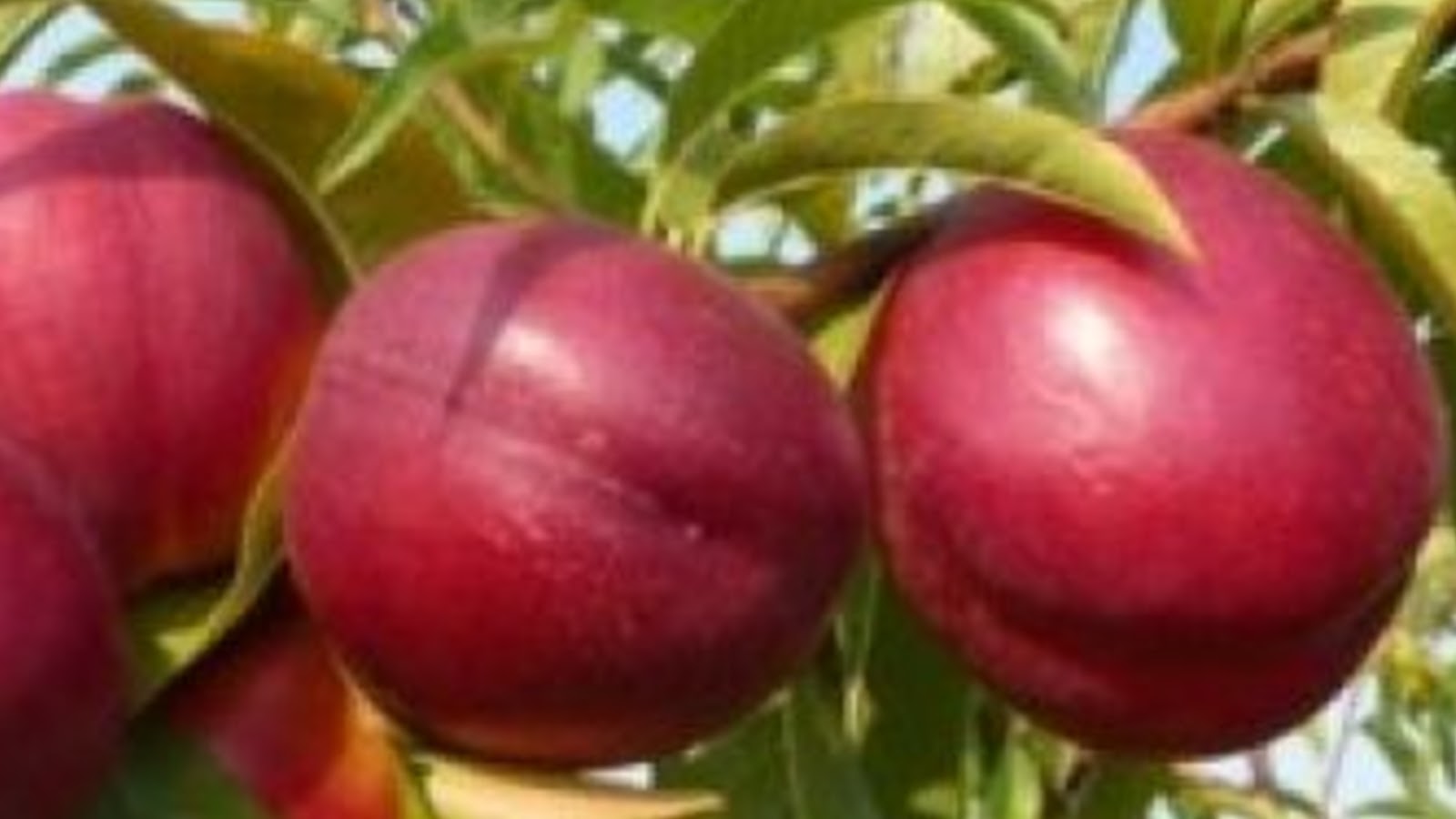 types of nectarines