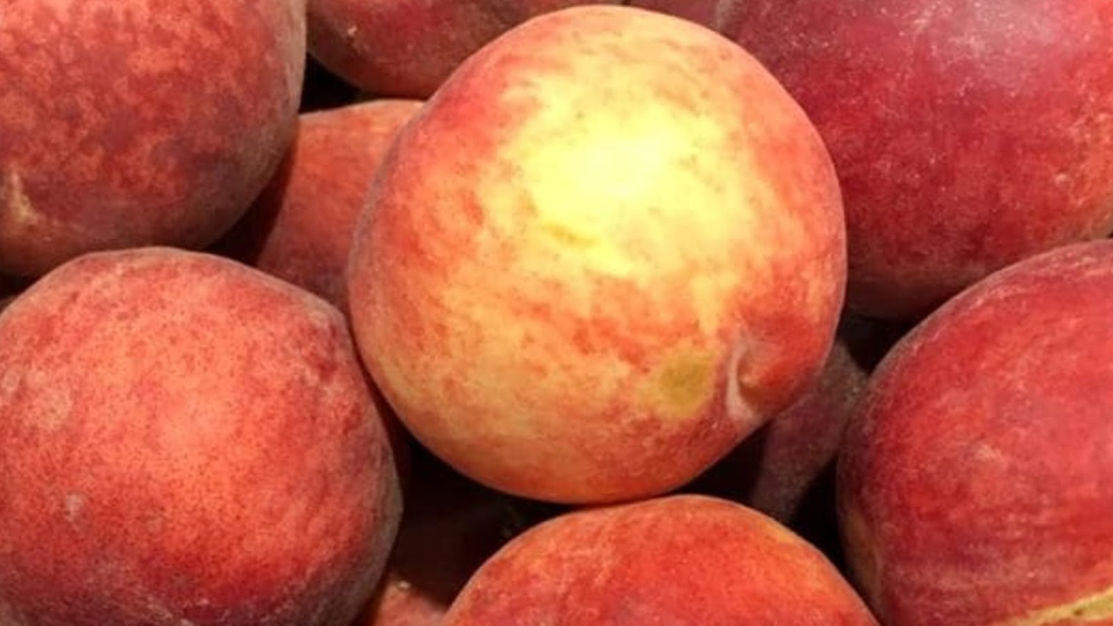 types of nectarines