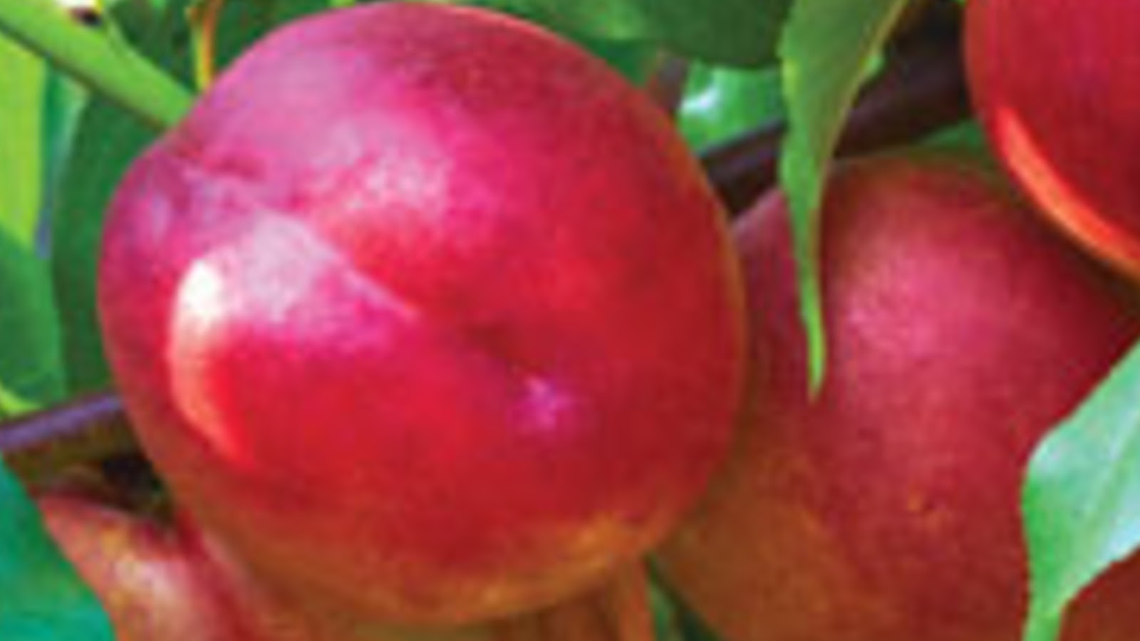 types of nectarines