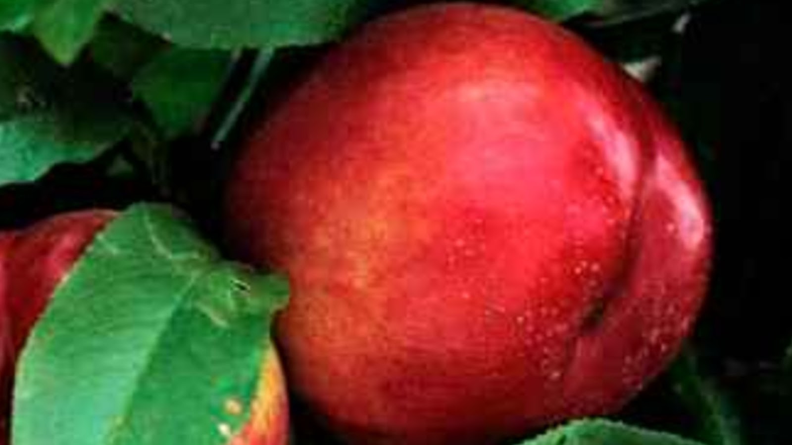 types of nectarines