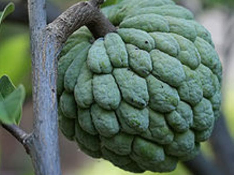  types of cherimoya