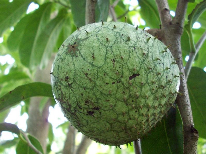  types of cherimoya