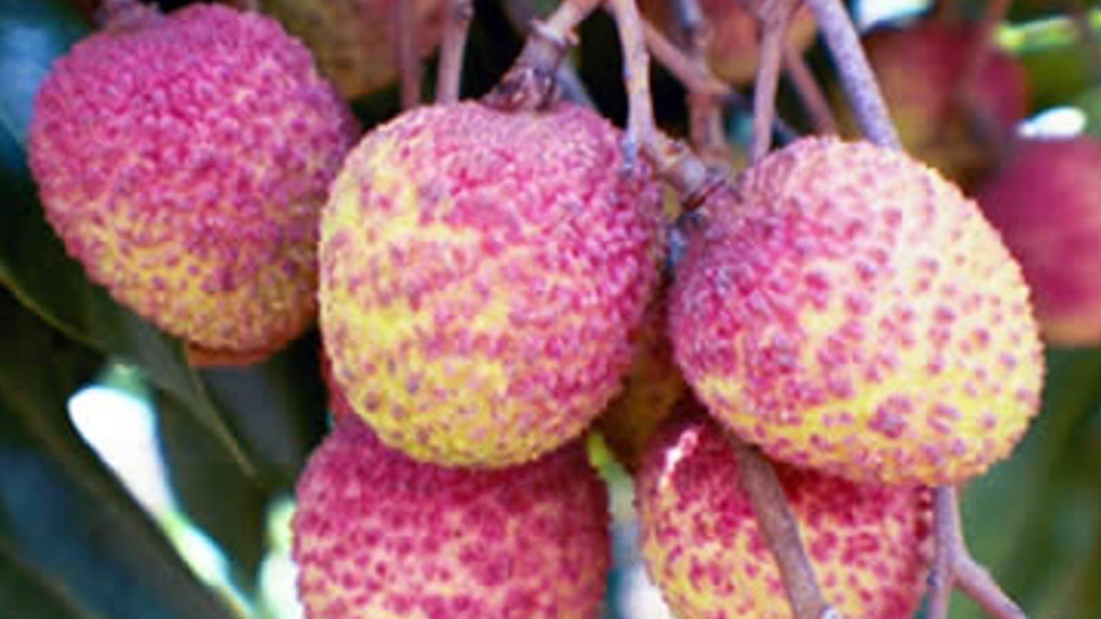 types of lychee