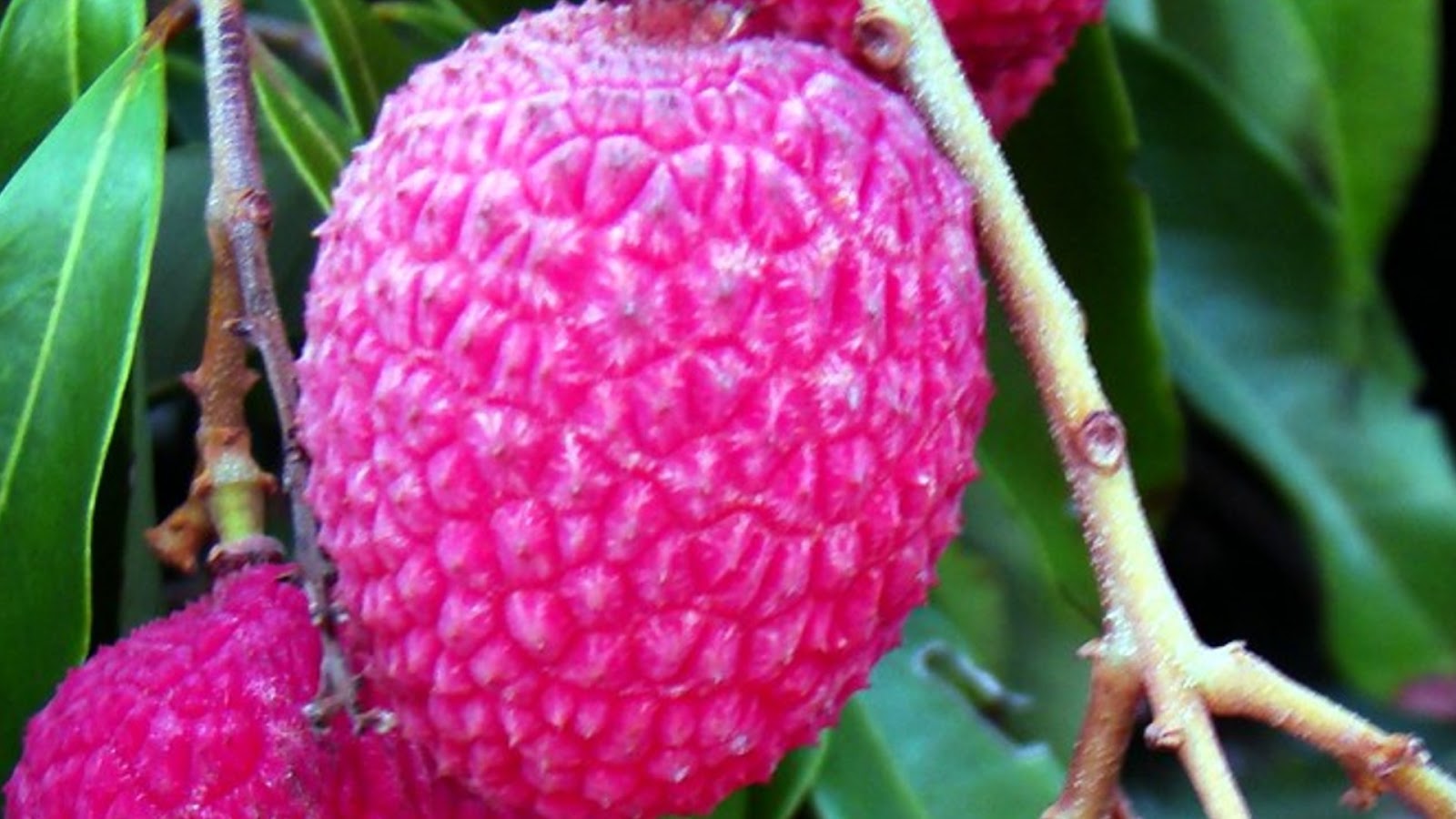 types of lychee