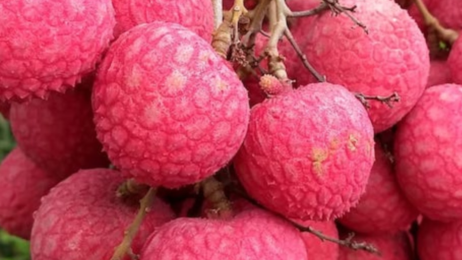 types of lychee