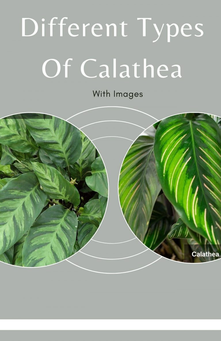 20 Different Types Of Calathea With Images