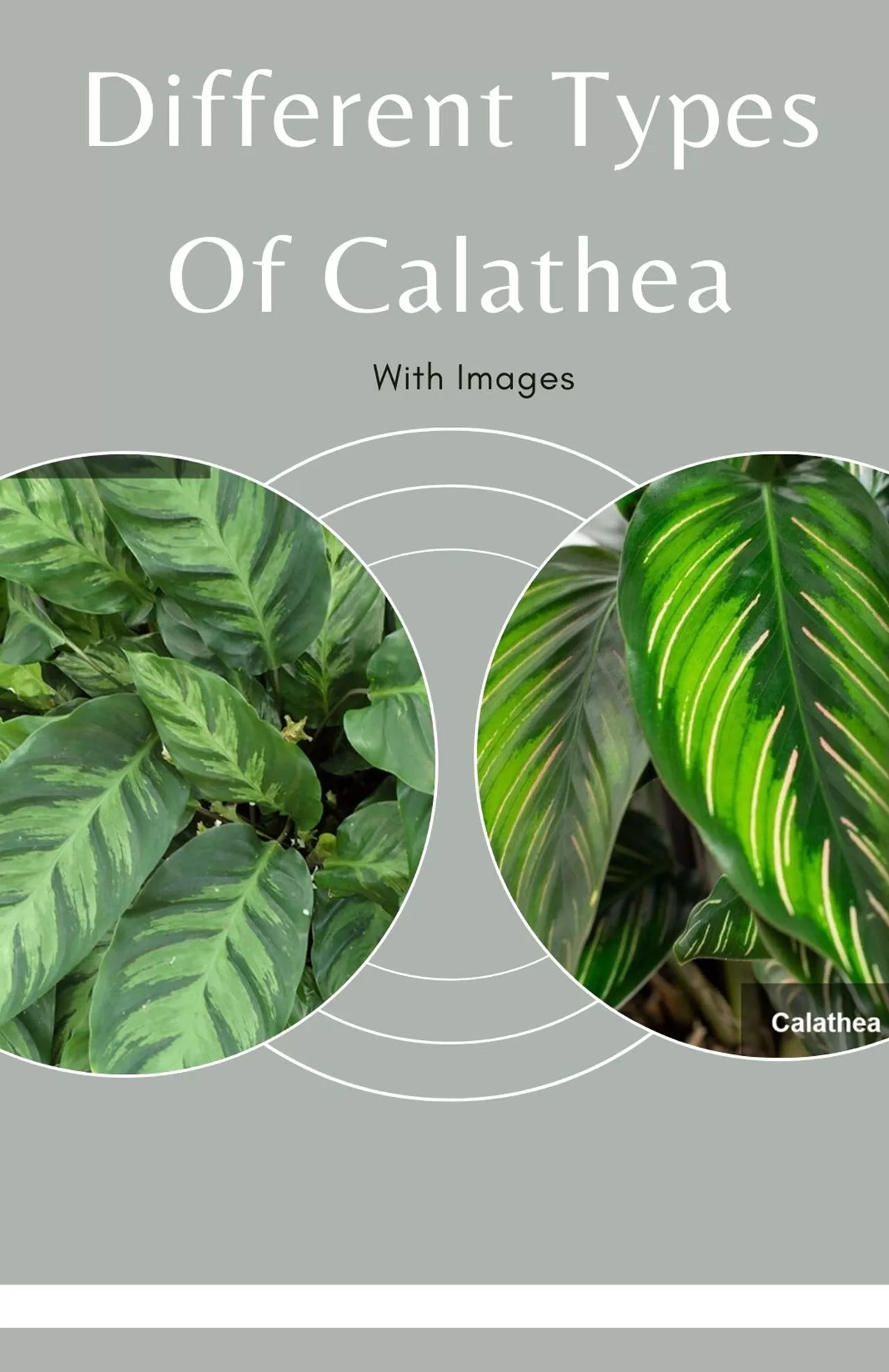 types of calathea