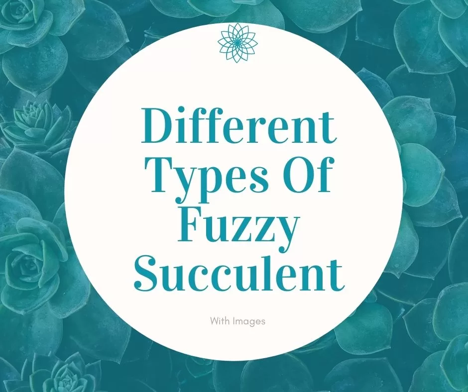 types of fuzzy succulent