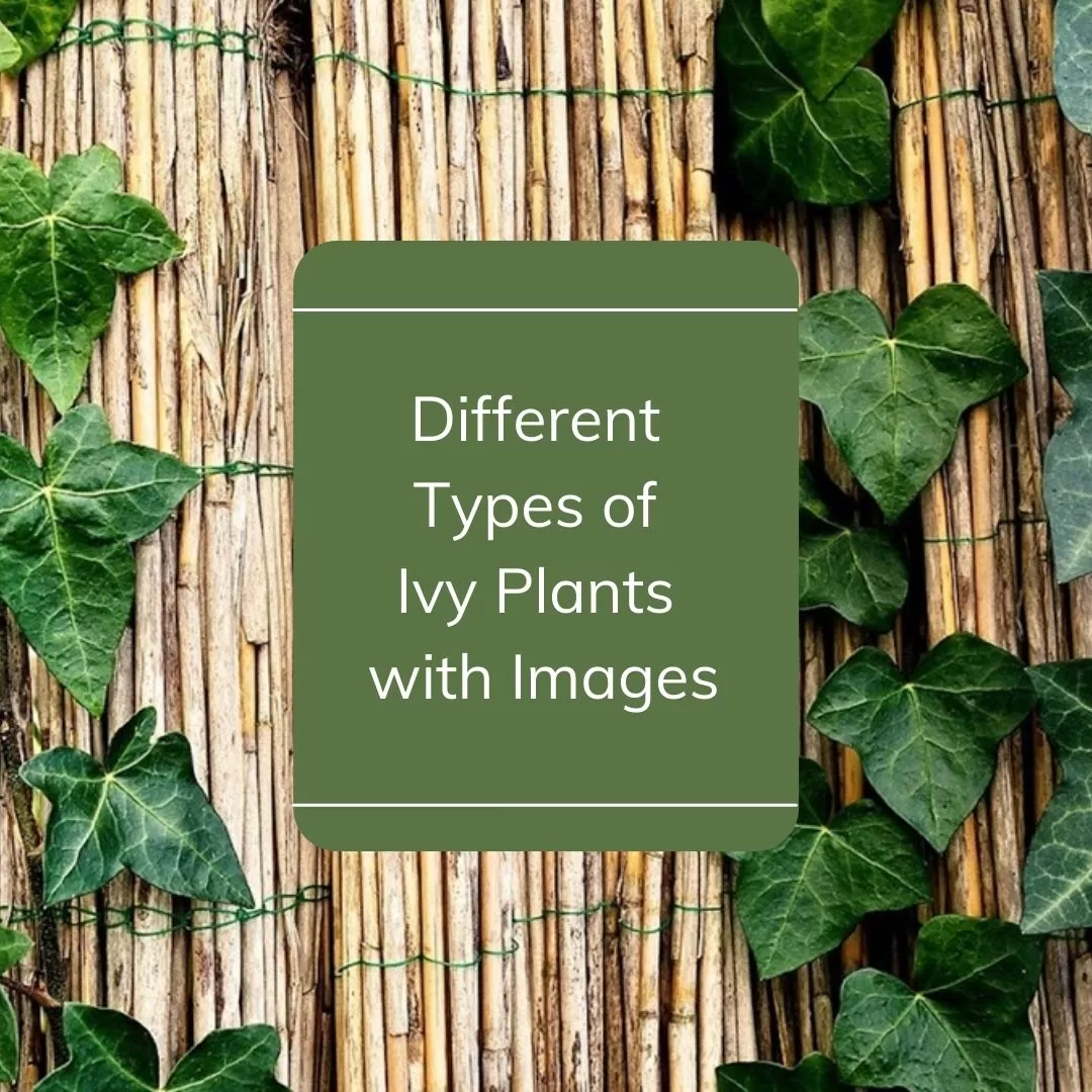 types of ivy plants