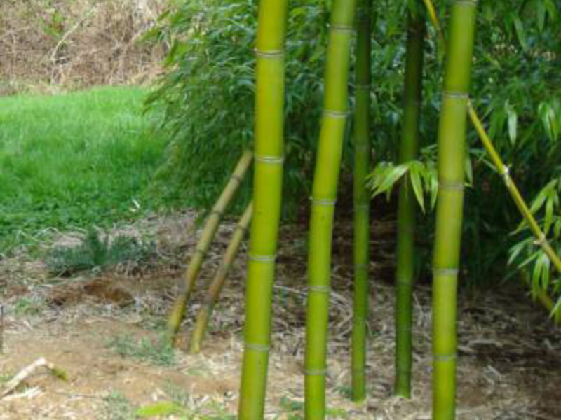 Chinese timber bamboo