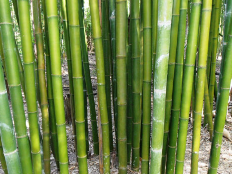 Types of Bamboo Plants