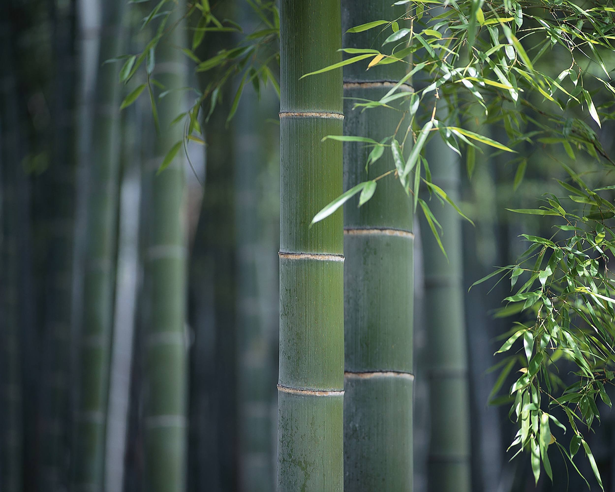 Moso bamboo