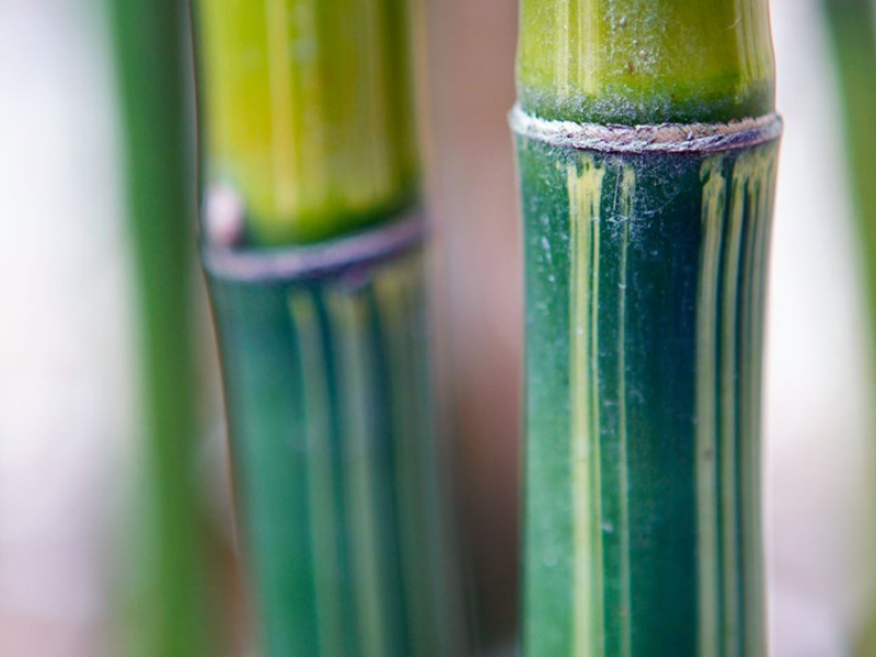 Types of Bamboo Plants