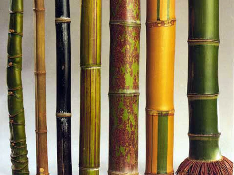 How to choose the right bamboo plant