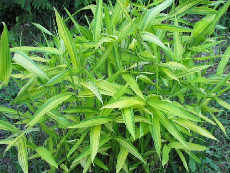 Dwarf green stripe bamboo