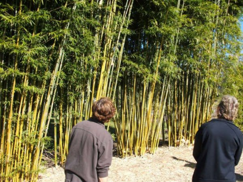 Types of Bamboo Plants