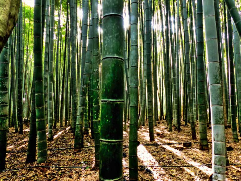 Japanese cane bamboo