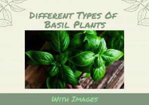 types of basil plants