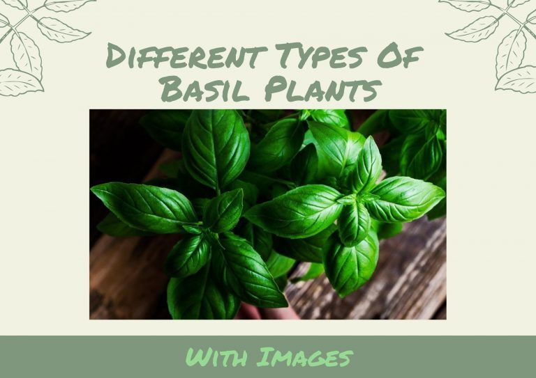 15 Different Types Of Basil Plants With Images