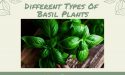 15 Different Types Of Basil Plants With Images